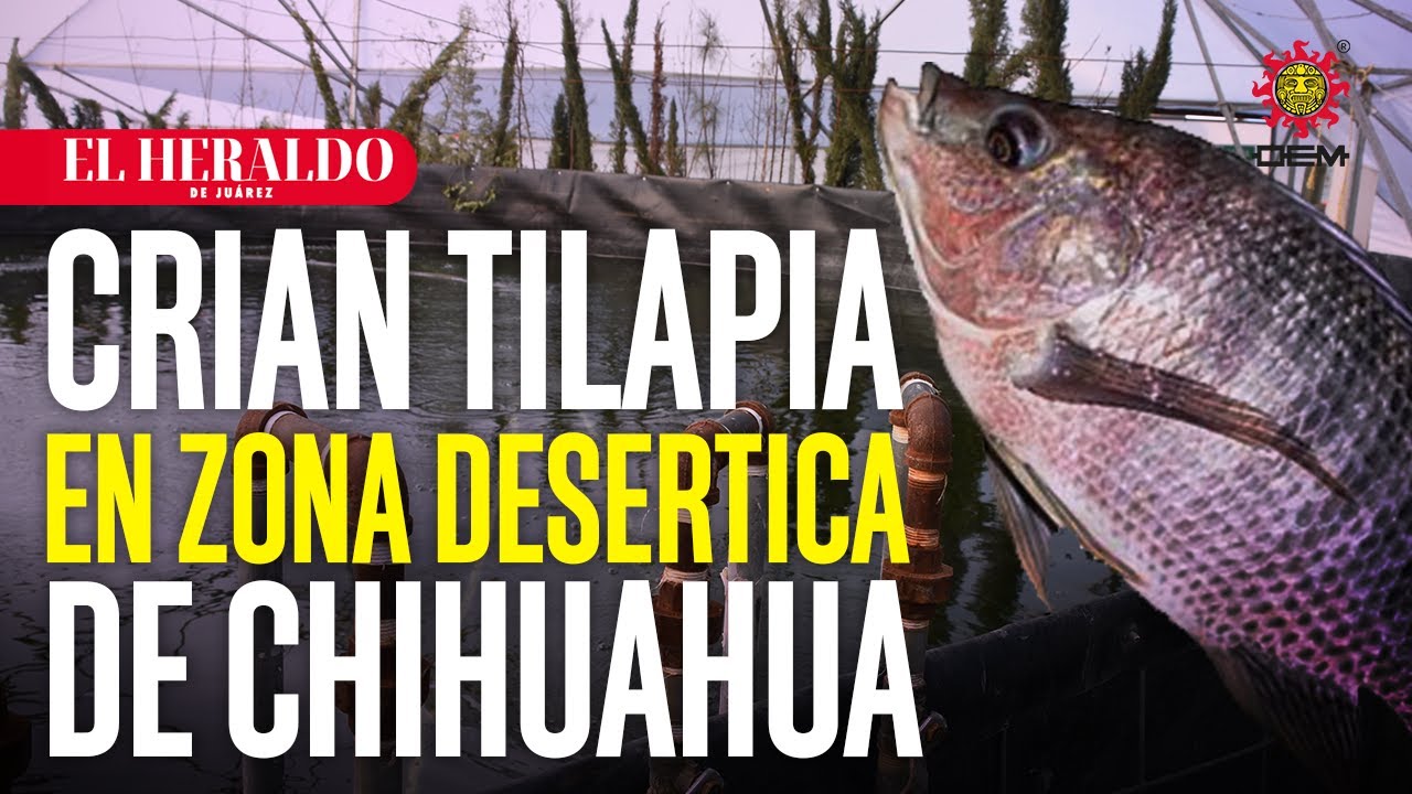 Este criadero en Samaluya produce tilapia fresca en plena zona desértica