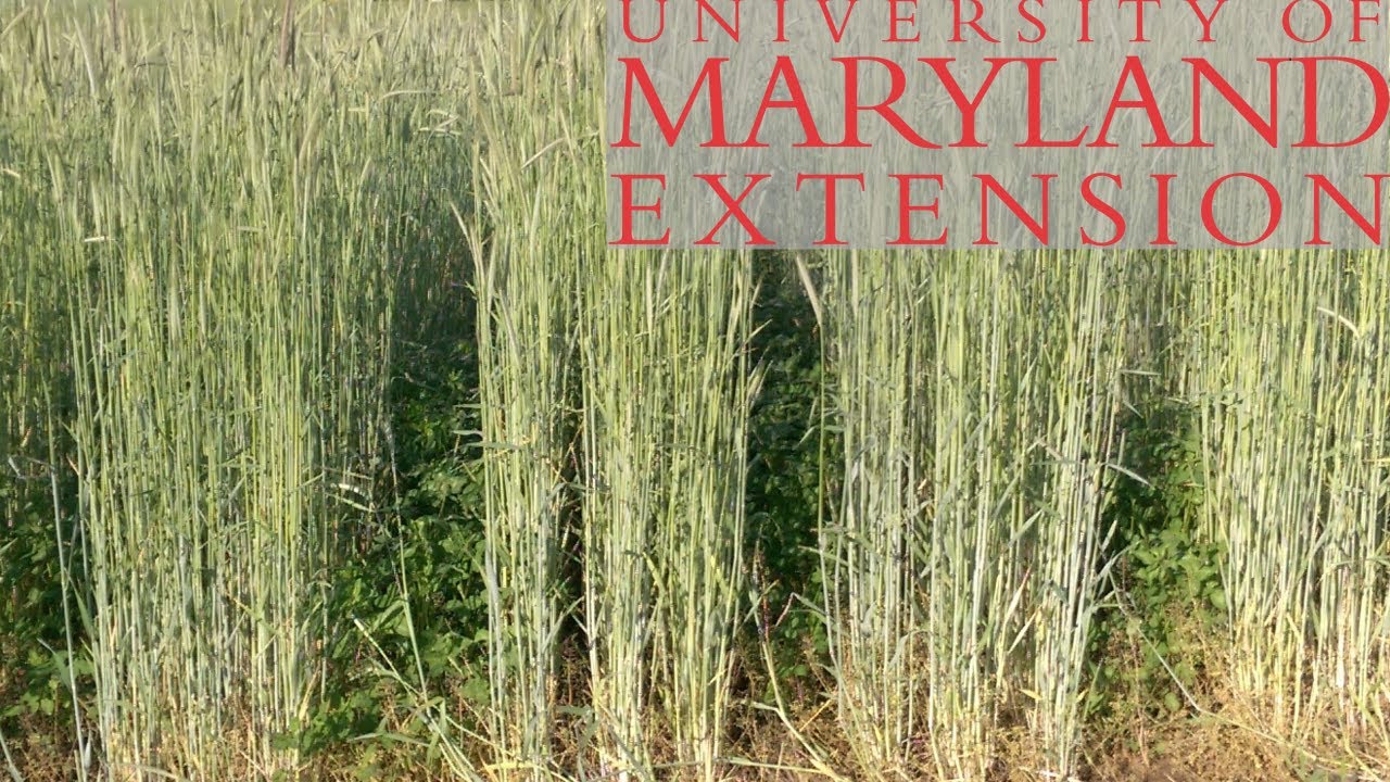 New Living Mulch and Cover Crop Combinations for Weed Suppression and Natural Enemy Enhancement