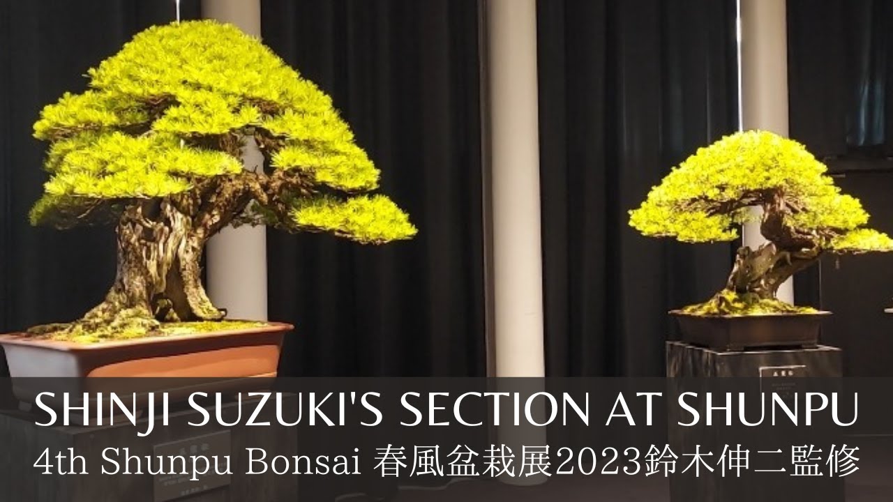 Bonsai Produced by Shinji Suzuki at Shunpu 2023 第4回春風盆栽展鈴木伸二監修