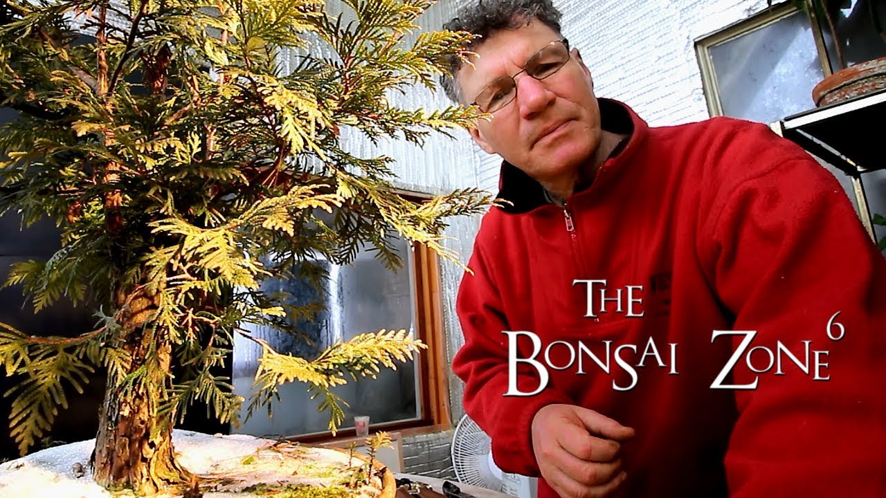My Large Collected Cedar Bonsai Update, Jan 2019