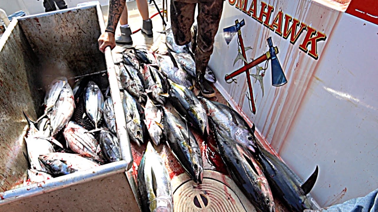 Limits of Skipjack Tuna and Yellowfin Fishing - Tomahawk