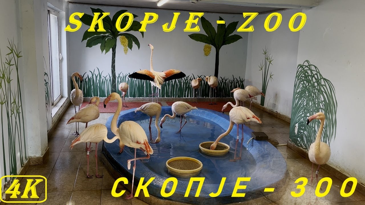 SKOPJE ZOO 2026 | ЗООЛОШКА ГРАДИНА СКОПЈЕ 2026 #skopje #zoo #2026 #4k #скопје #зоолошка #macedonia
