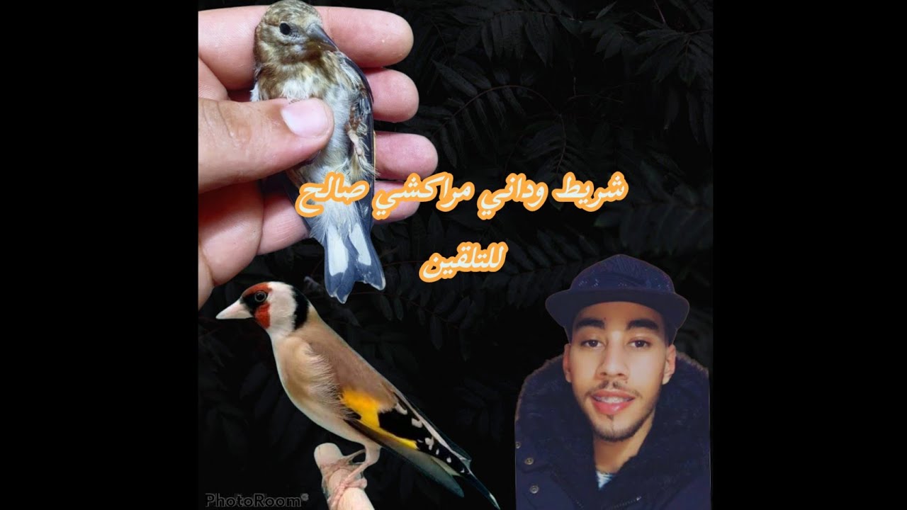 شريط وداني مراكشي صالح للتلقين الحسون والهجين