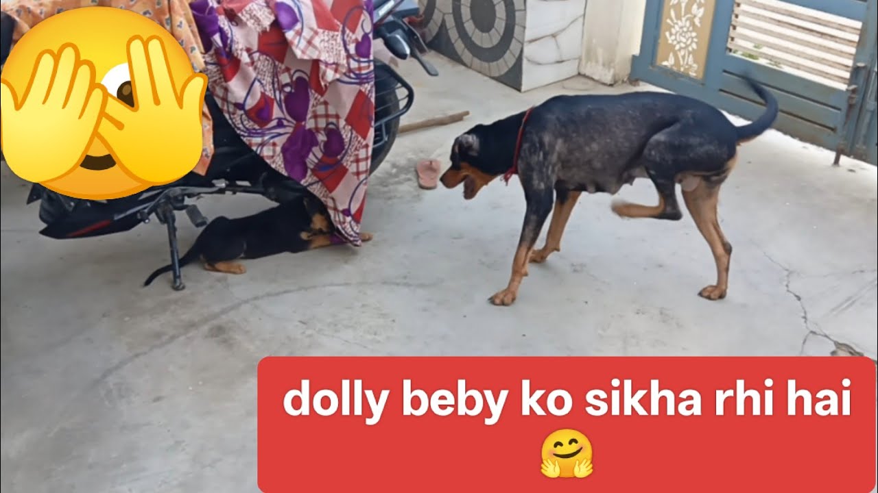 Maa Beti mil ke ladhai kar rhi hai 🤠🤣#youtube #video #rottweiler #dog lovers 