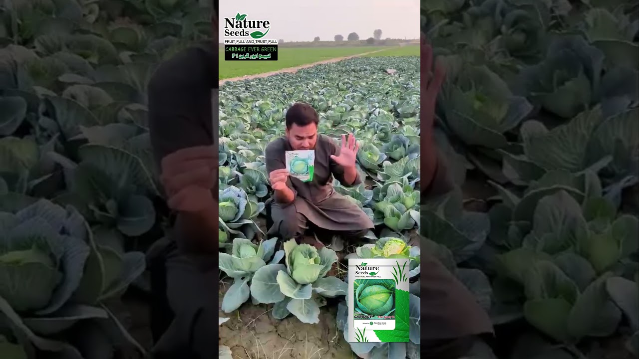 Band Gobi (Cabbage) Ever Green F1 Field Review | High Yielding & Disease Resistant Variety