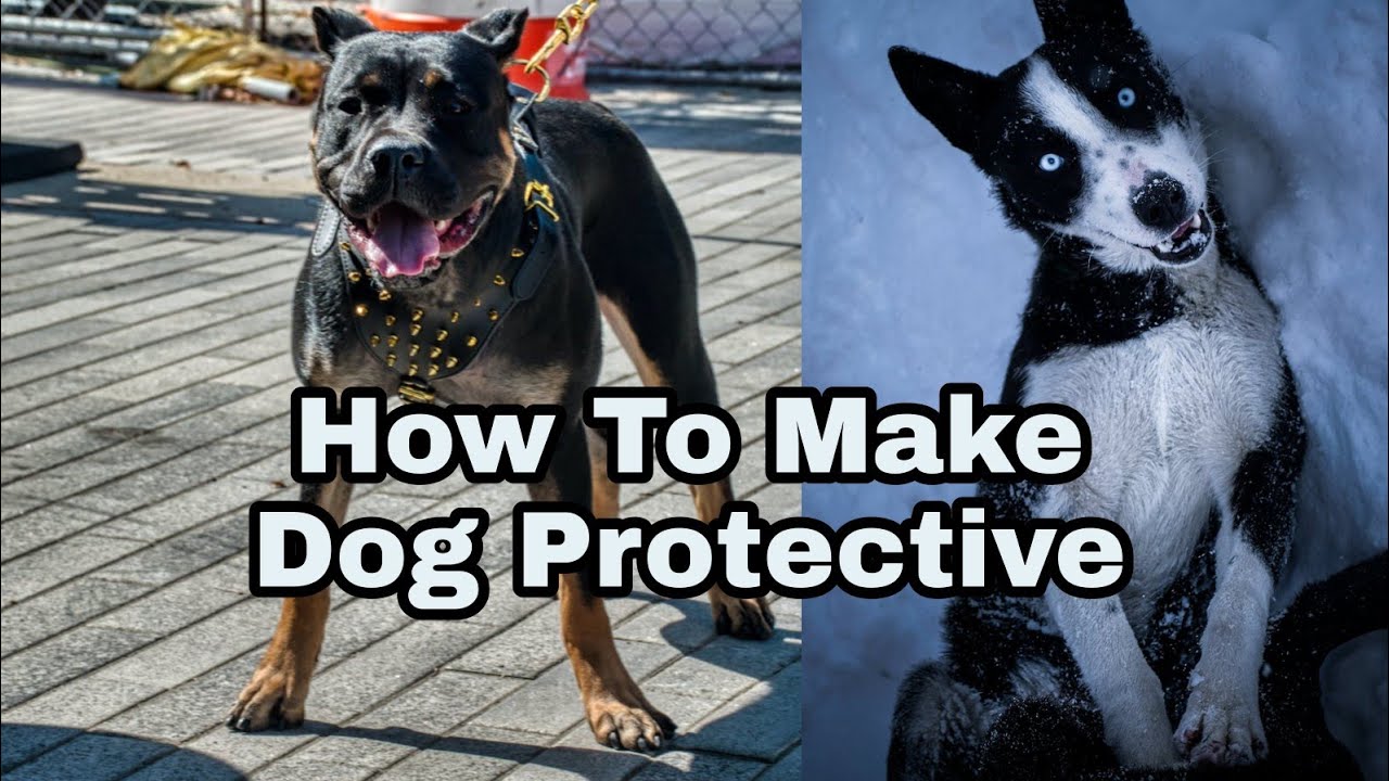 Guard Dog कैसे बनाए अपने dog को ( HOW TO MAKE YOUR DOG MORE PROTECTIVE)