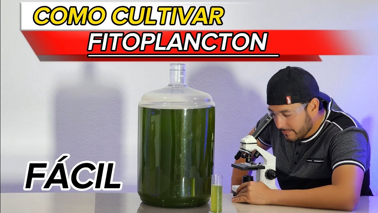 COMO CULTIVAR FITOPLANCTON/ MICROALGAS MARINAS.