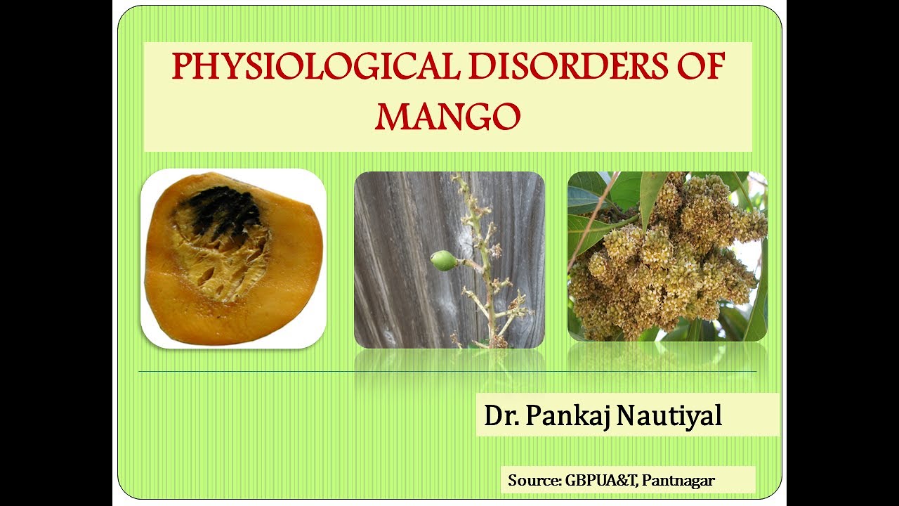 Physiological disorders of mango...आम में होने वाले विकार व उनका नियंत्रण