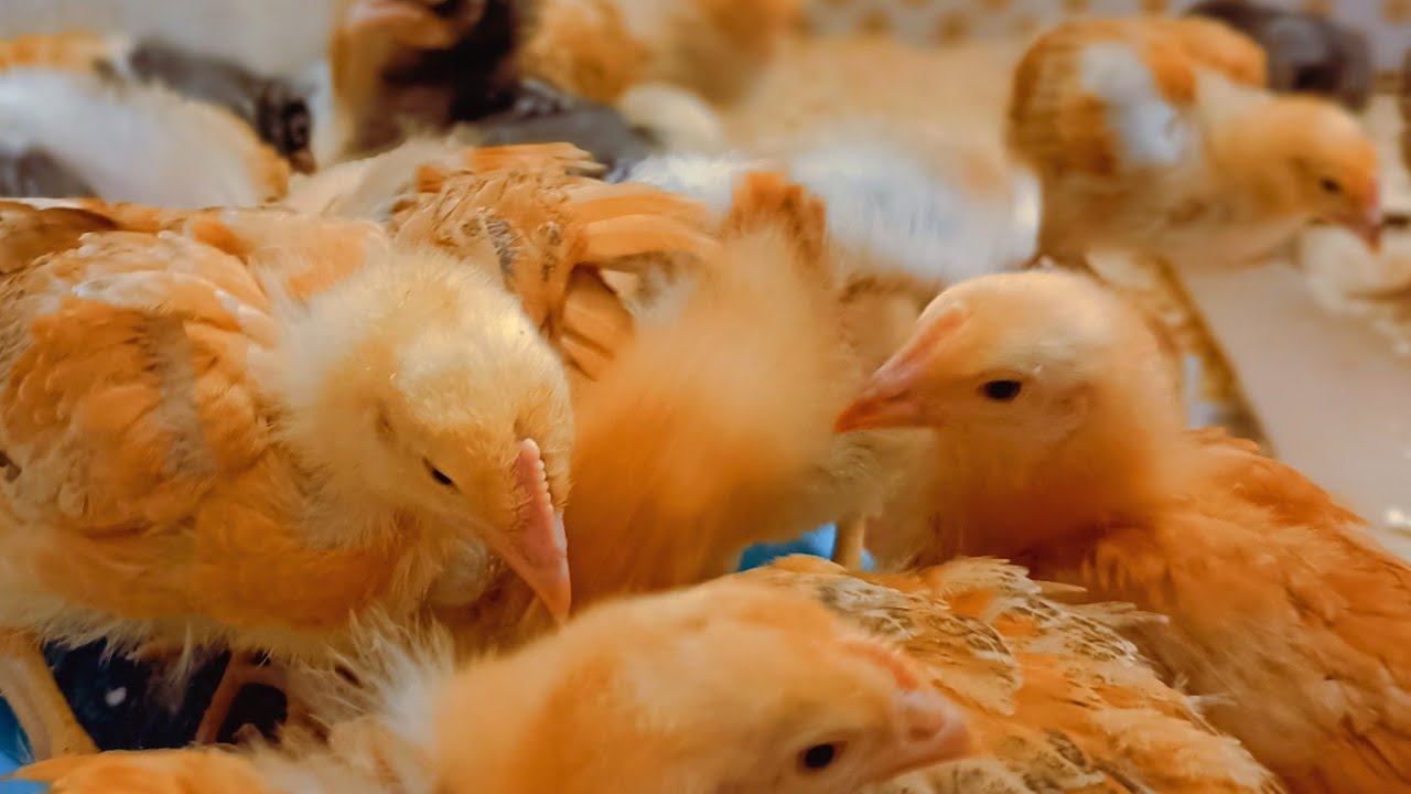 كيف ابدأ مشروع  مربح و ناجح من البيت 👍👍