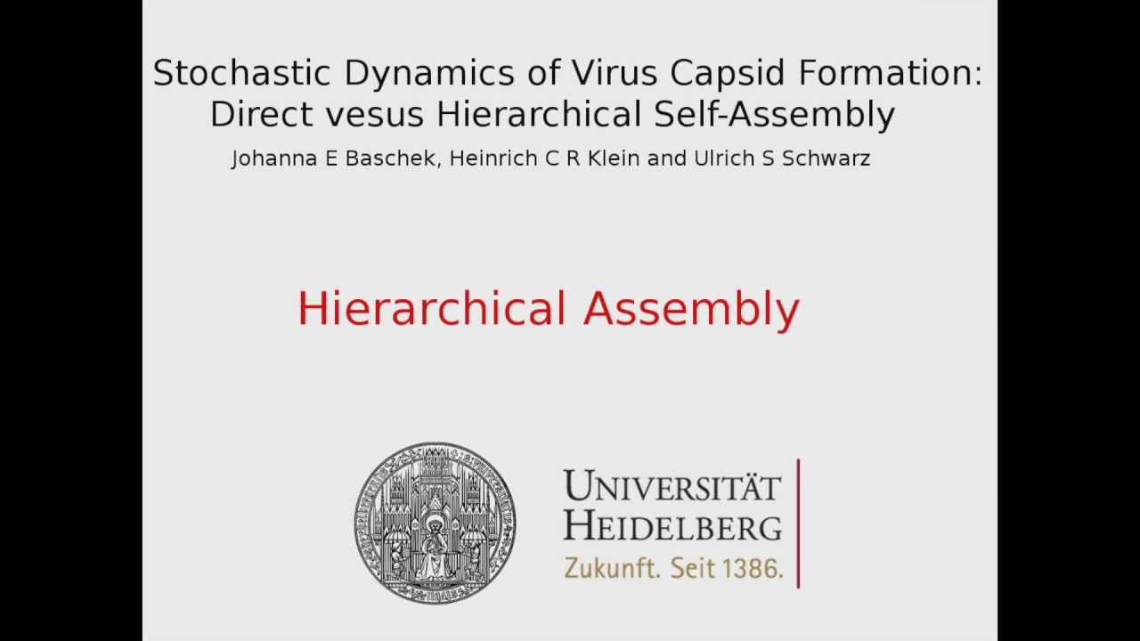 Stochastic Dynamics of Virus Capsid Formation: Hierarchical Self-Assembly