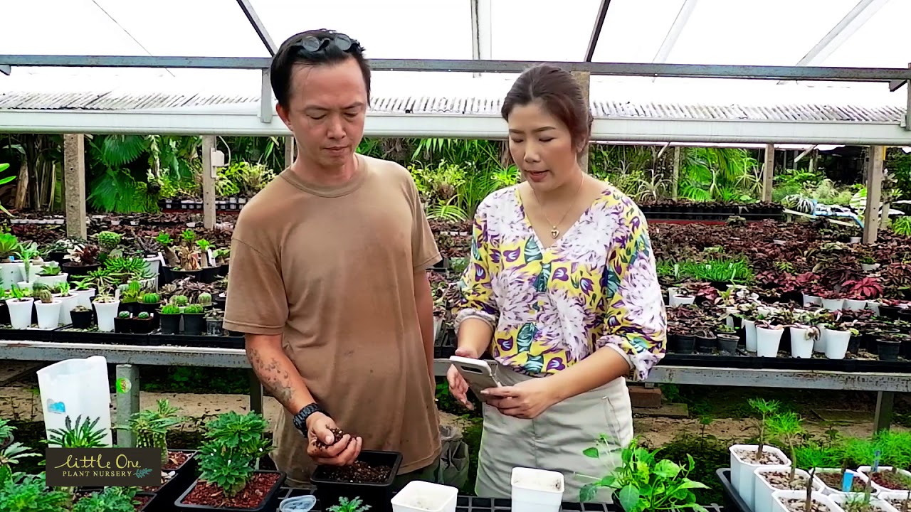 Replacing Pots Technique for Dorstenia