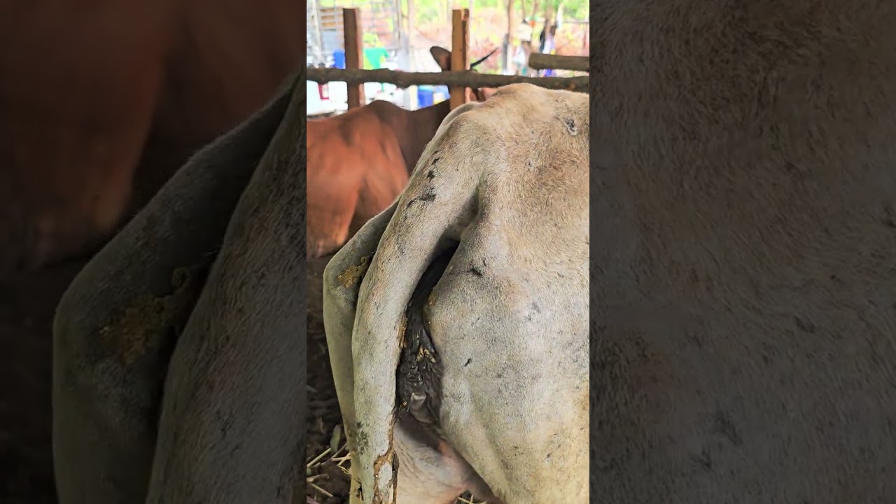 ดูแลตามอาการ#คนเลี้ยงวัว #cow