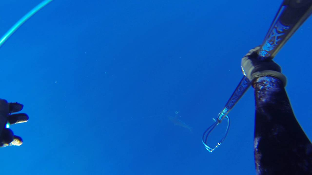 Sharks at Cabo Girao