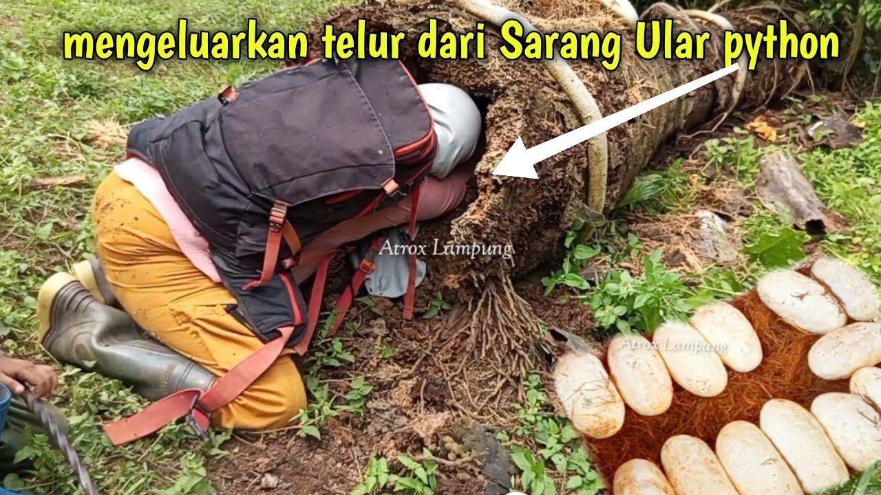 Ada Python yang sedang mengerami telur di dalam batang sawit part 2