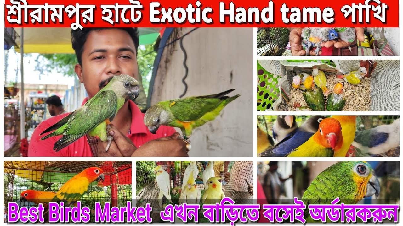 Serampore Pet Market video 🔥 ।Serampore  Bird Pet market today price update 💥।#birds #serampore