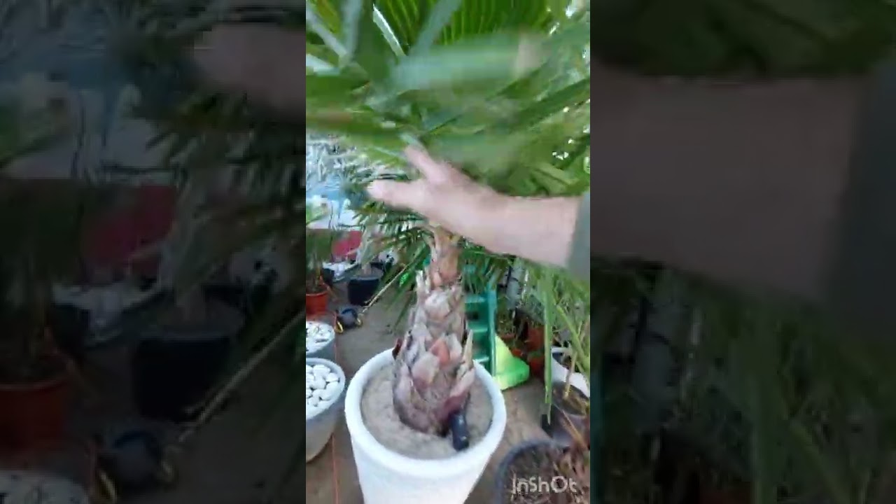Odcinek 15# Budki dla palm. Zimowanie Karłatki i Trachycarpus Fortunei, Wagnerianus. Termostaty do 🌴