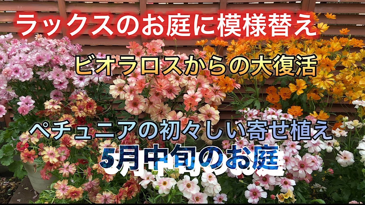 【ラナンキュラスラックスのお庭に模様替え】ペチュニアの寄せ植え、ビオラの切り戻し、5月中旬のお庭