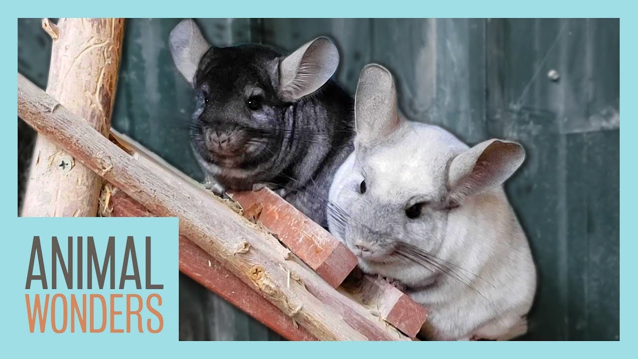 New Chinchillas! Will They All Get Along?