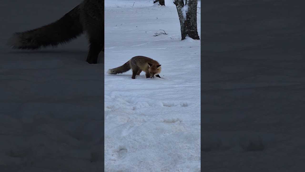 Лиса поймала добычу всего в нескольких шагах от человека🦊