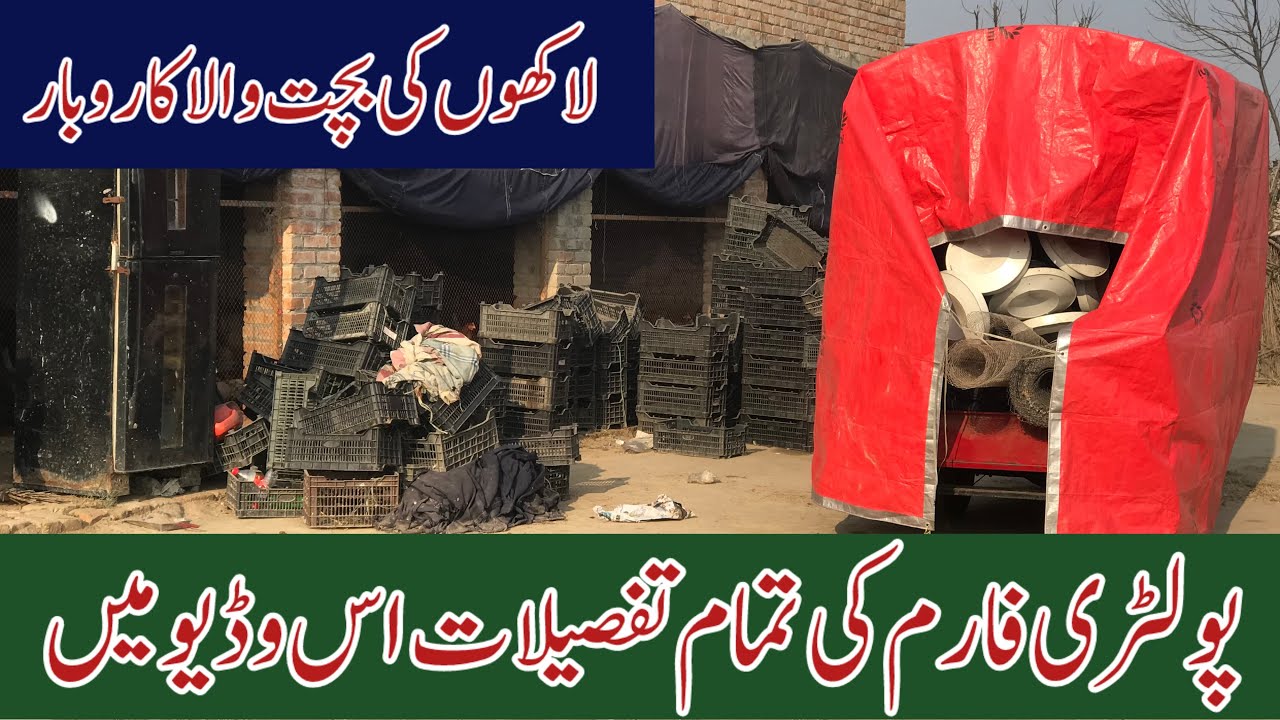 How We Start Poultry Farming & Earn Money || 