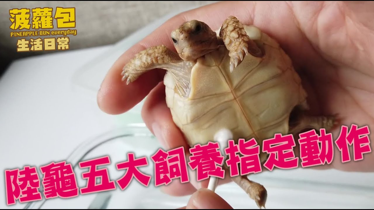陸龜5大飼養指定動作 [菠蘿包生活日常]