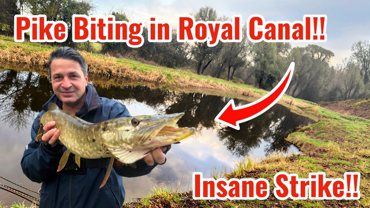 Perch and pike fishing adventure at the canal - Big bites today ! 