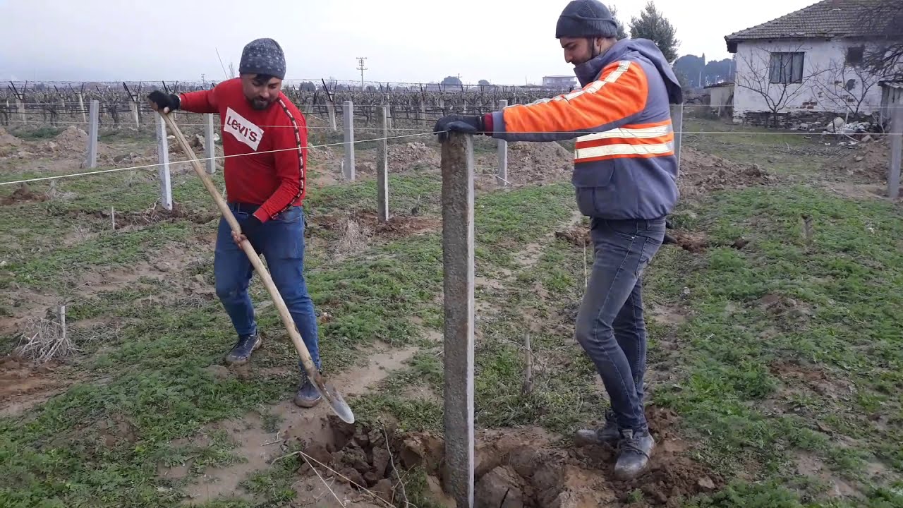 Yeni dikilen bağda direk dikme çalışması, bağ direkleri ölçülere göre dikiliyor