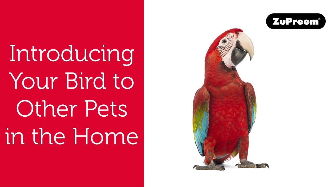 Introducing Your Birds to Other Pets in the Home | Bird Owner Tips