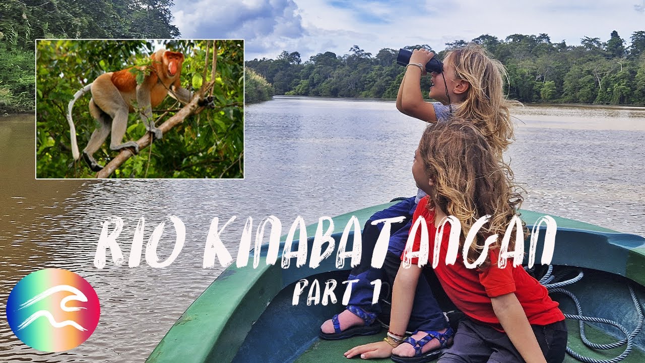 CRUCERO POR EL RIO KINABATANGAN | ANIMALES SALVAJES en LIBERTAD Y PELIGRO DE EXTINCION.