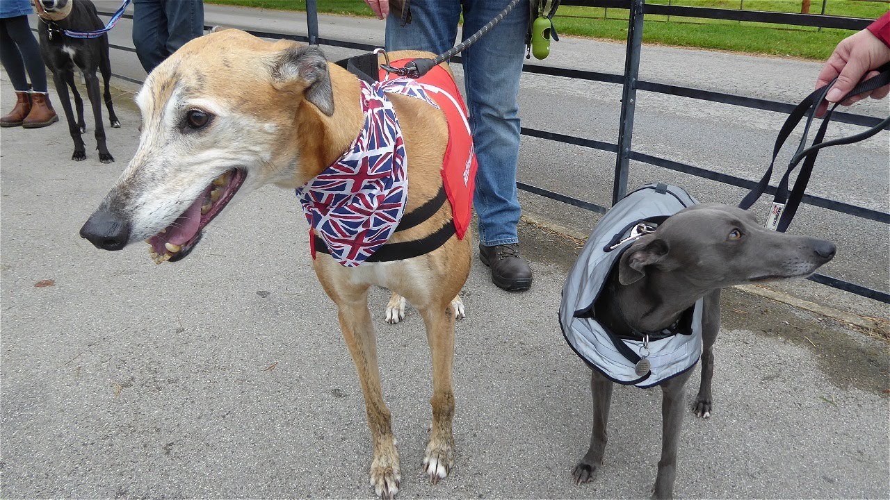 The Great Global Greyhound Walk 24th September 2023