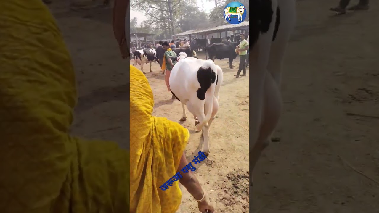 #dairyfarmidea #hfcow #animal #biharpashumandi #cow #dairy #cattlemarket #cowmandi #dairyfarm