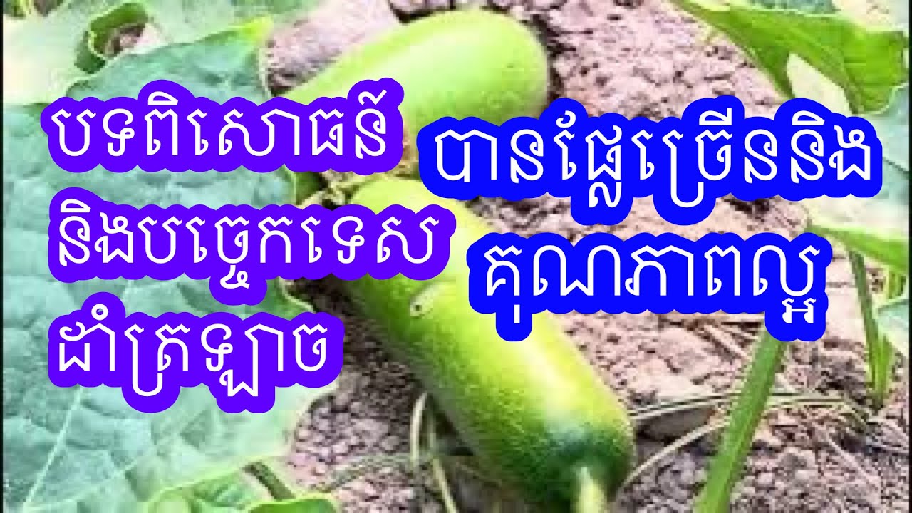 បទពិសោធន៍ និងបច្ចេកទេសដាំត្រឡាចរបស់កសិករខ្មែរបានផ្លែច្រើននិងគុណភាពល្អ