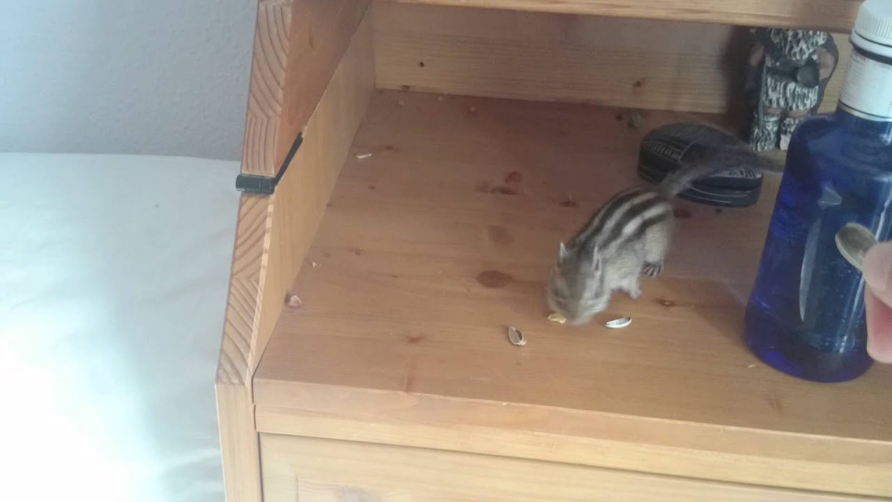 Como amaestrar/domesticar a tu ardilla
