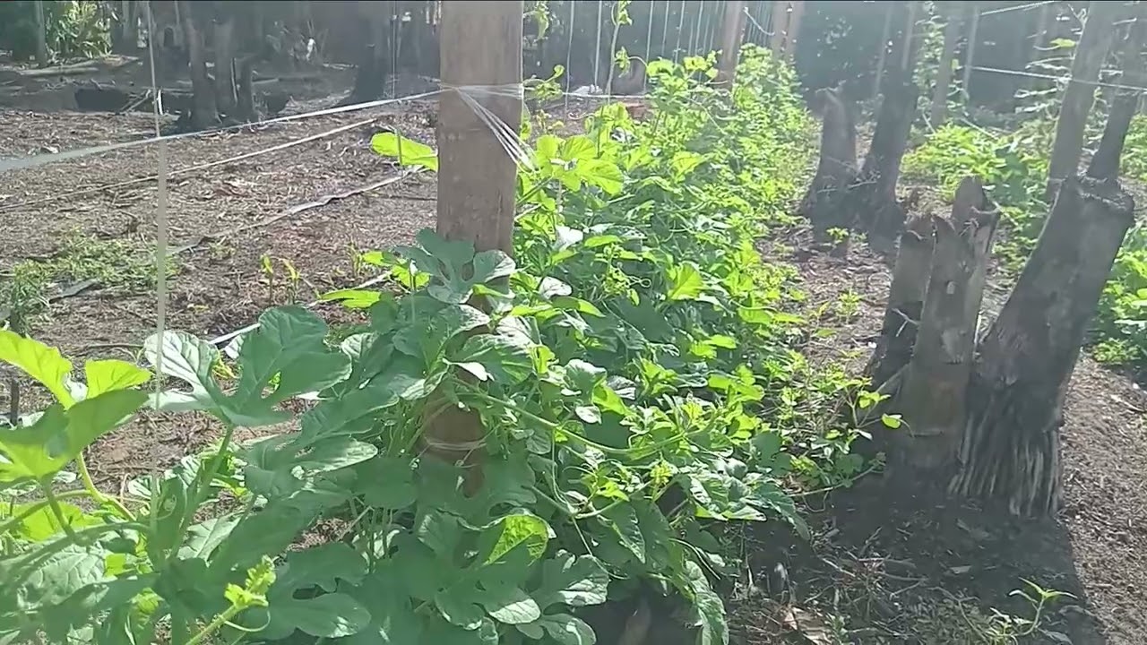 Plantação de maxixe na horizontal