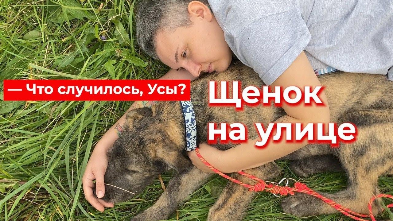 Что случилось, усы? Щенок на улице