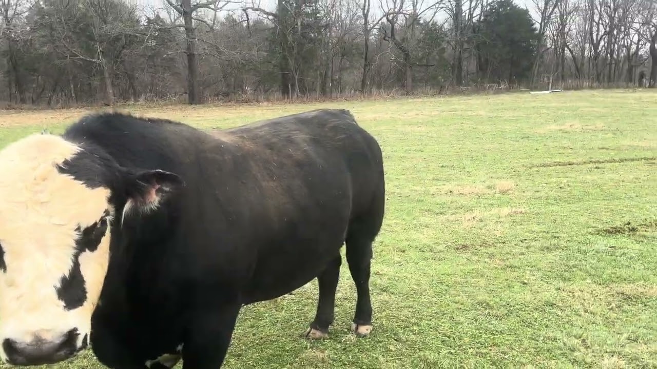 Se enojó el torito 