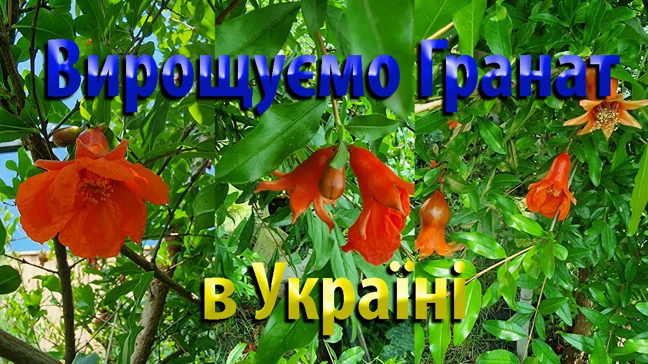 Выращиваю ГРАНАТ в Домашних Условиях. Как растет гранат? #садоводство #гранат #экзотические растения