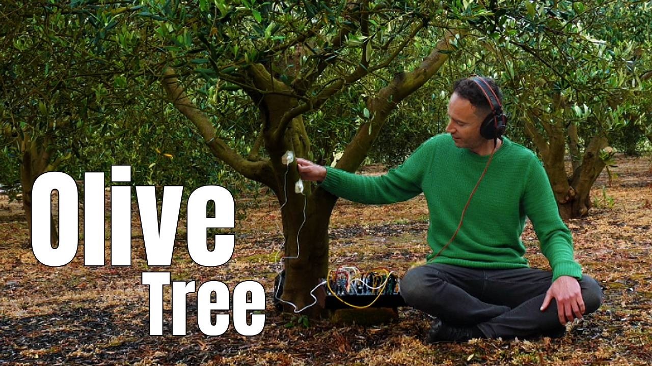 Olive Tree Sound Therapy 🌿 Pure Stillness for Your Nervous System (432Hz)