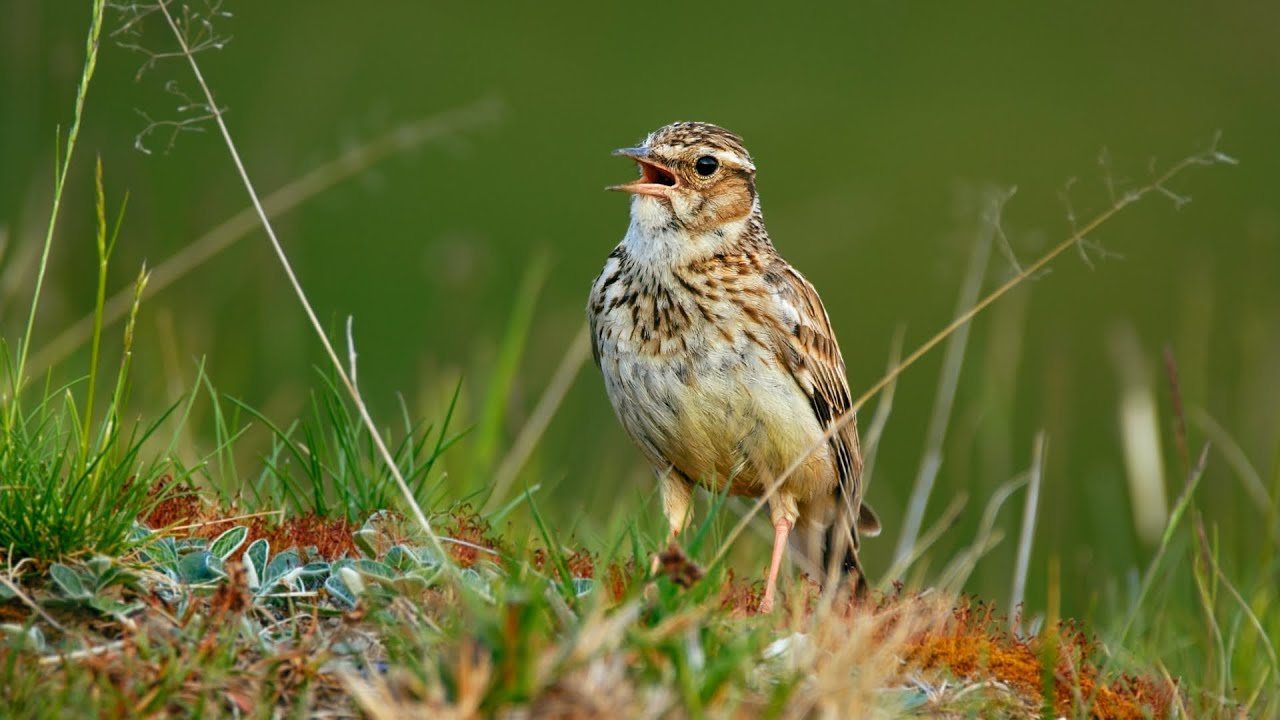 Bird sounds – Woodlark (Lullula arborea)