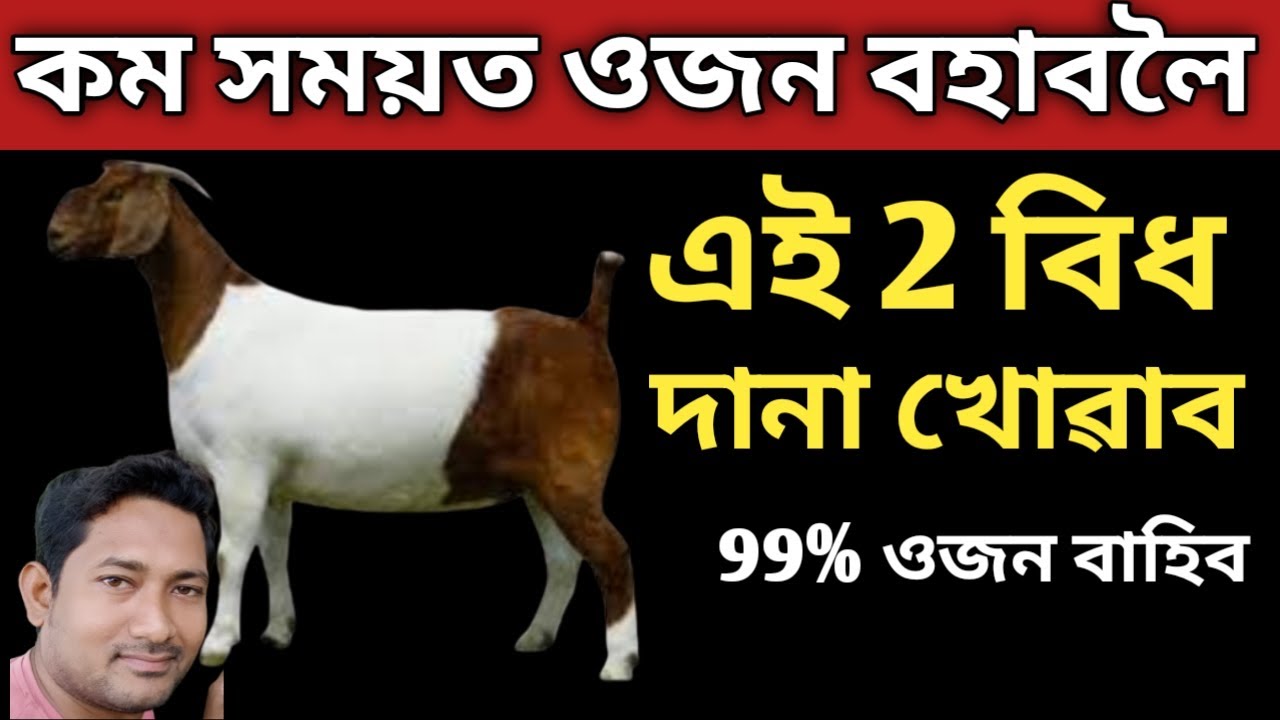 কম সময়ত ছাগলীৰ ওজন বহাবলৈ এই 2 বিধ দানা খুৱাব । ছাগলীৰ ওজন বাহিবলৈ কি ডানা খুৱাব লাগে ।