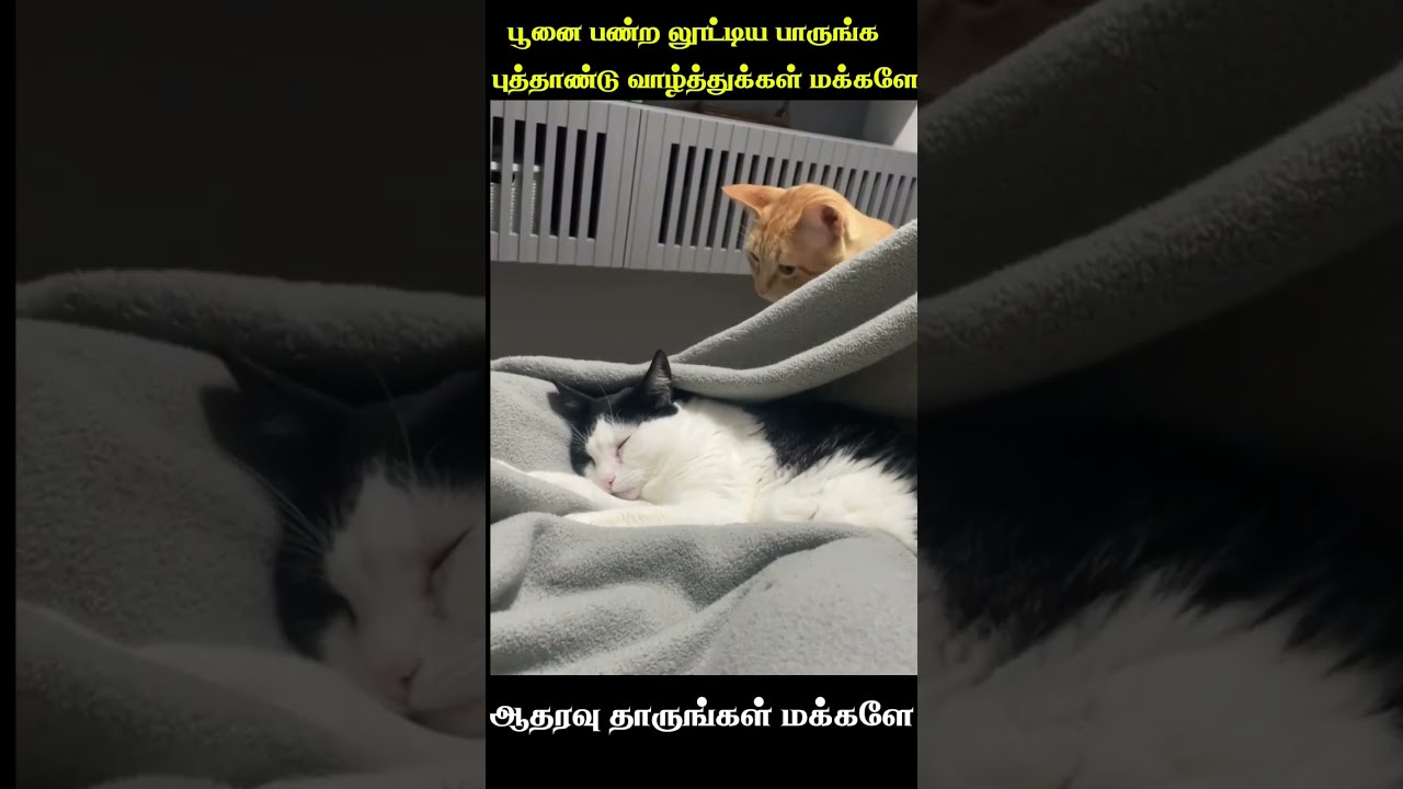 🤣பூனையின் லூட்டிகள் 🤗 புத்தாண்டு வாழ்த்துக்கள் மக்களே🙋🏻‍♀️ animal mind voice comedy in Tamil cat dog