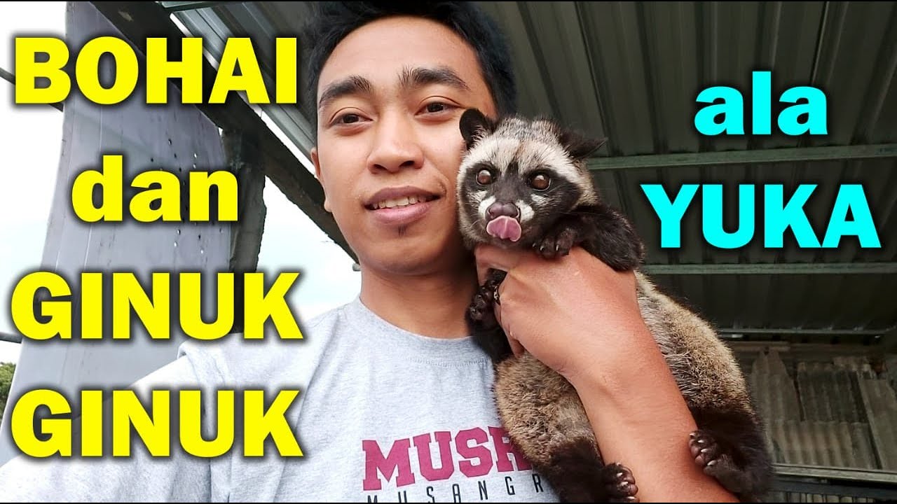 RESEP atau MENU MAKAN Musang Supaya GEMUK (bukan obes)