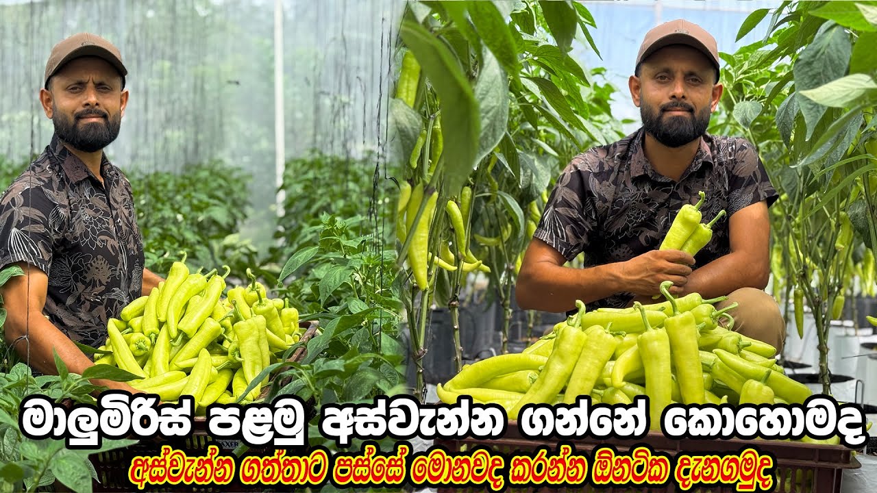මාළුමිරිස් පළමු අස්වැන්න දවස් 70 යි | Smart Agri | Capsicum Farming | 0769808008