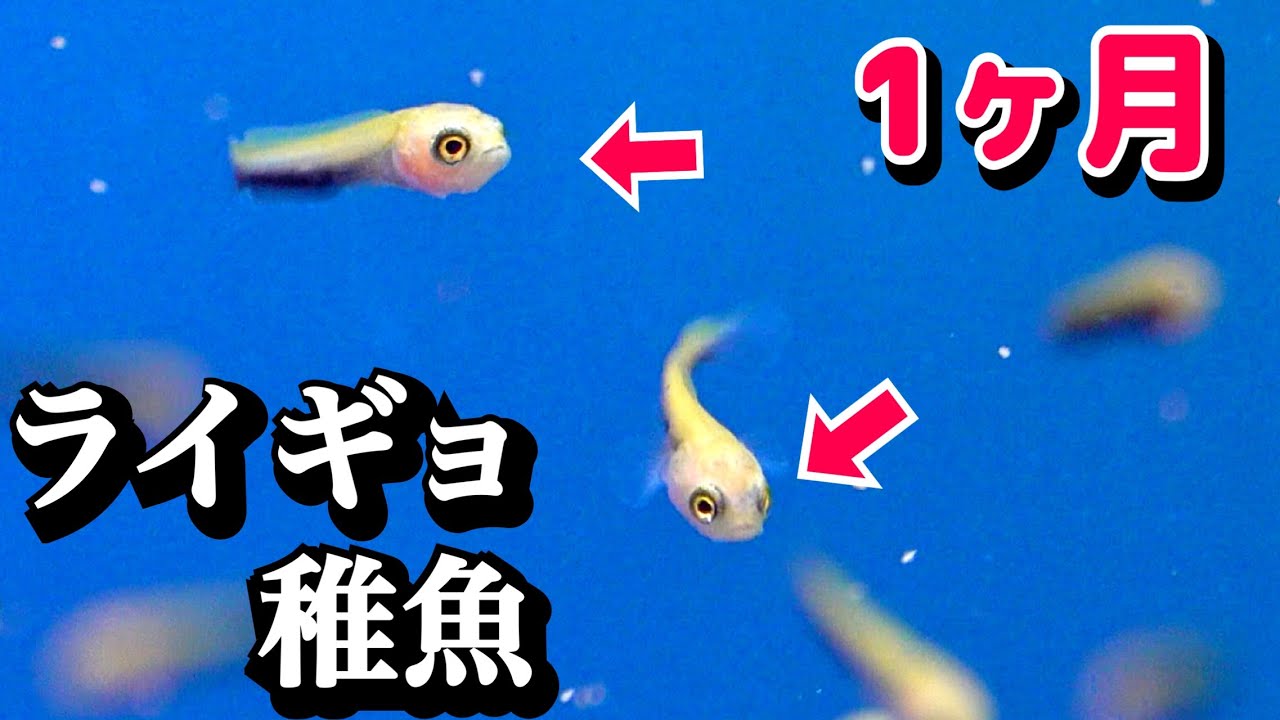 捕まえたライギョの稚魚を育てて１ヶ月が経ちました。