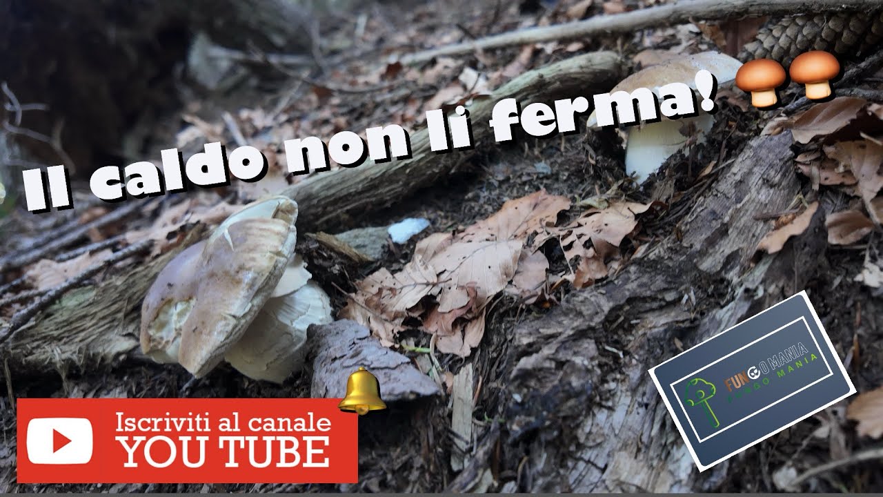 Porcini da sogno in Valtellina 🍄✨: raccolta spettacolare tra i boschi alpini 🌲🏔️ #funghi #porcini