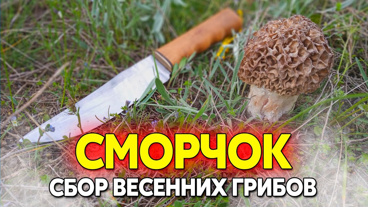 Гриб сморчок, можно ли собирать, весенний гриб не путать с ядовитым строчком