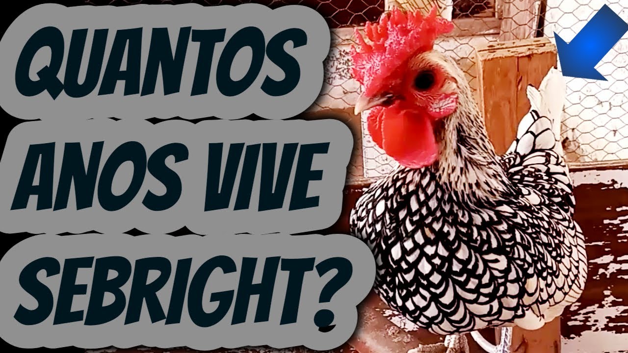 Quantos anos vive Mine galo sebright ( zebraite ) Raça pura para produção de ovos galados férteis