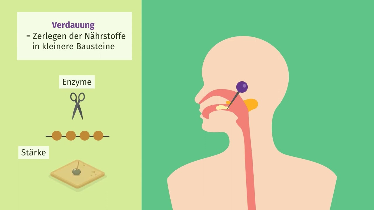 Verdauung beim Menschen einfach erkl&auml;rt | sofatutor