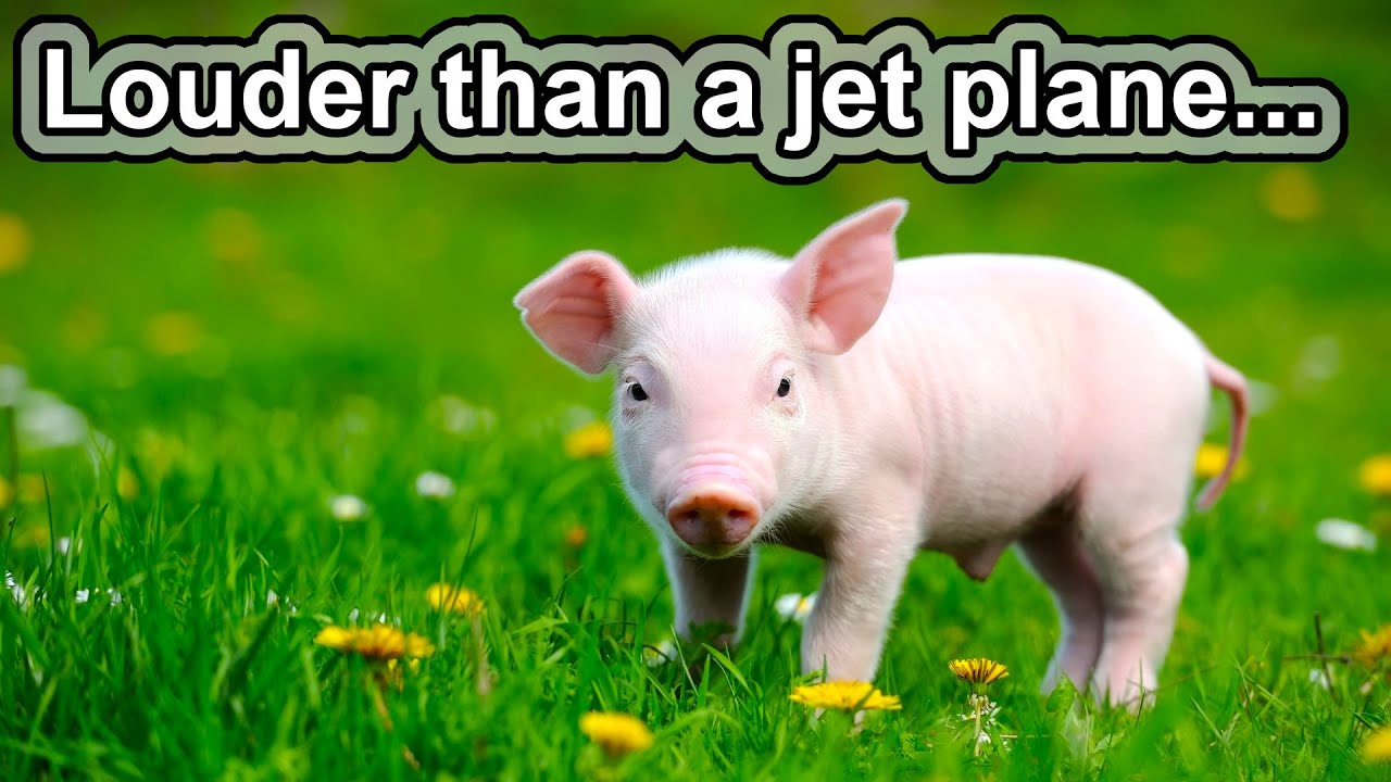 Smarter than dogs? | 10 COOL PIG FACTS
