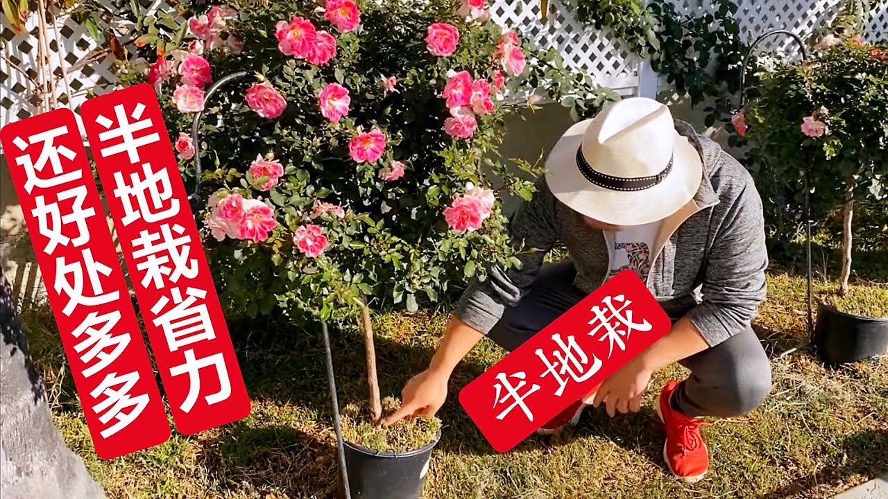 开始我就是偷懒，结果有意想不到的好处！种花半地栽简单省力更是好处多多（园艺篇203）
